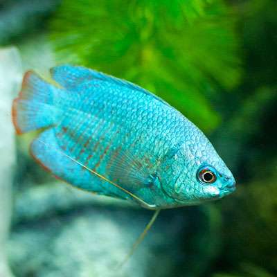Powdered Blue Dwarf Gourami