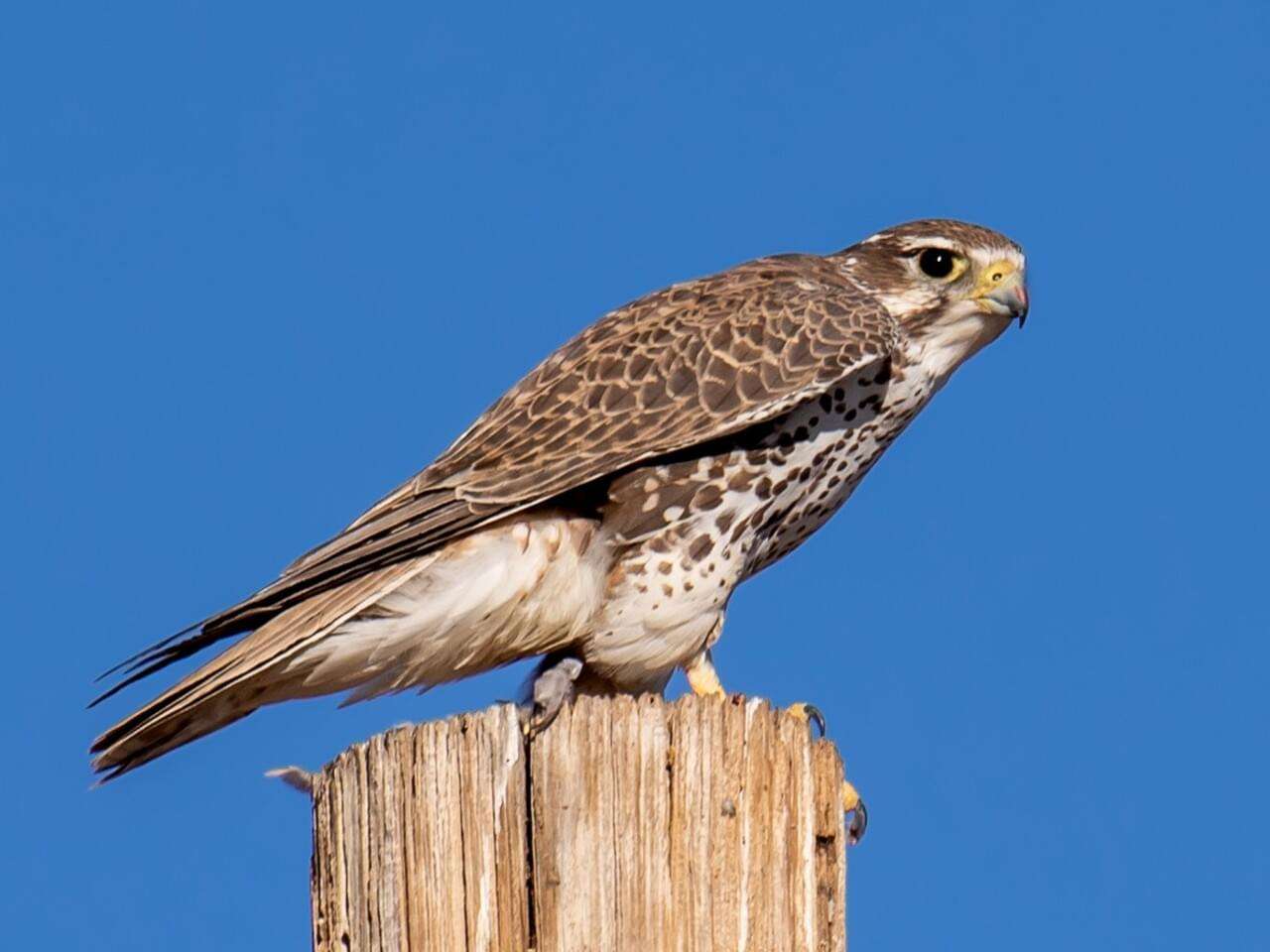 Prairie Falcon