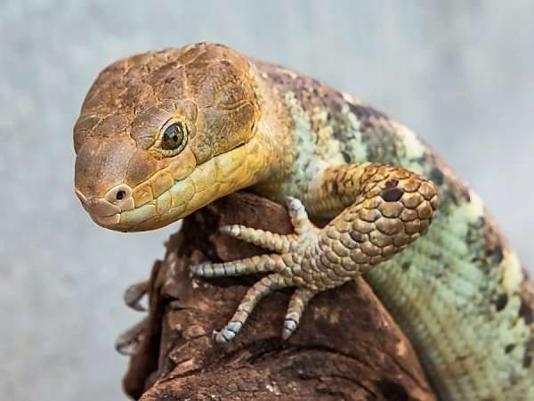 Prehensile-Tailed Tailed Skink