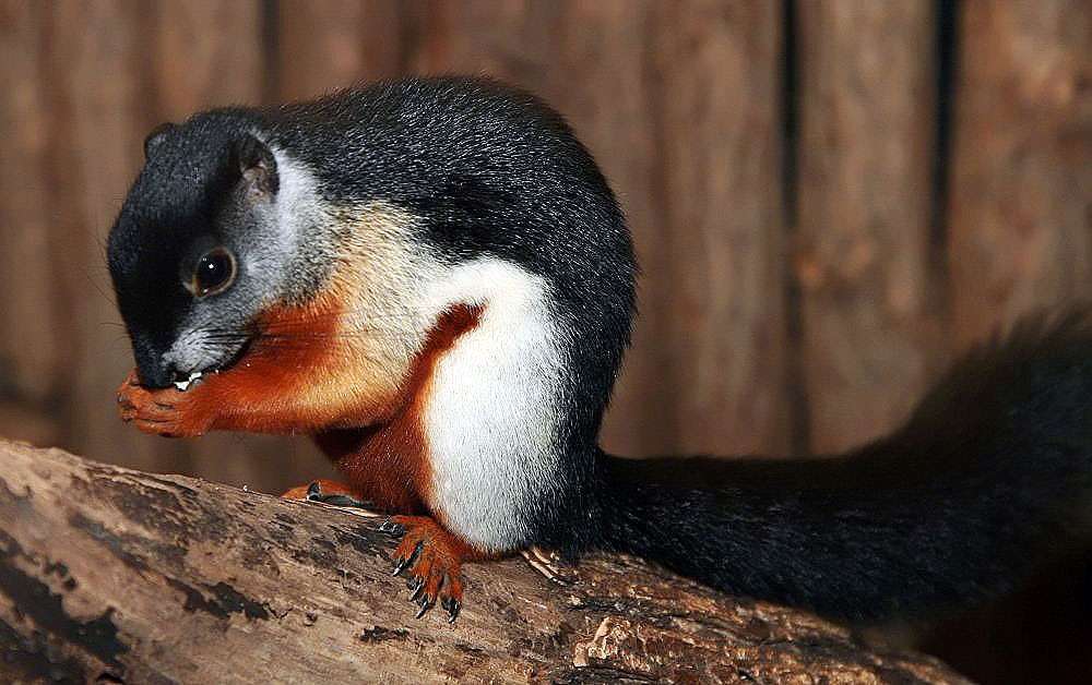 Prevost Squirrels