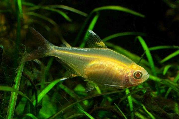 Golden Pristella Tetra