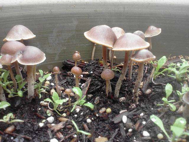 Psilocybe tampanensis
