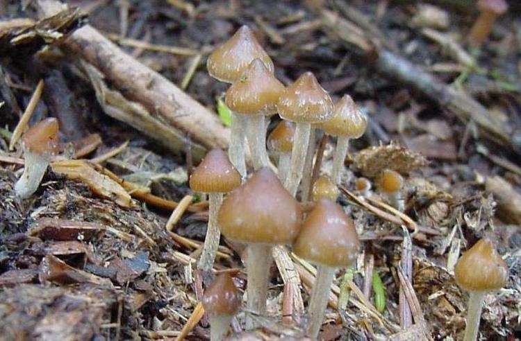 Psilocybe hispanica