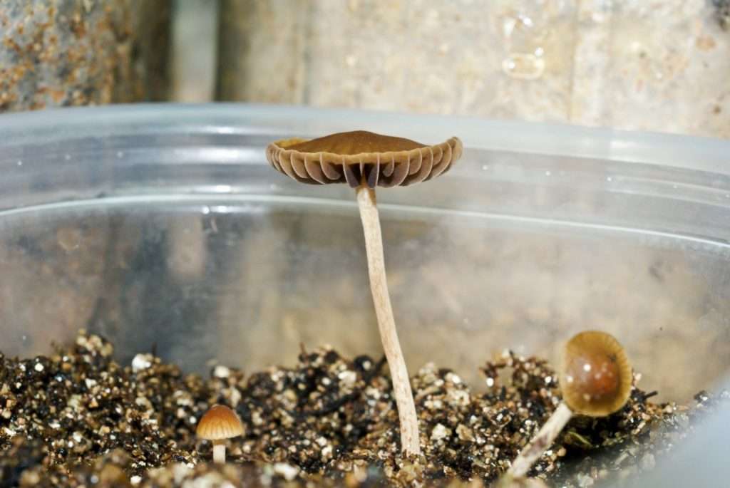 Psilocybe samuiensis