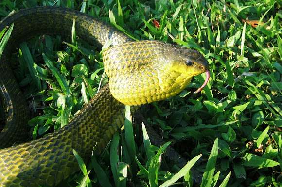 Puffing Snake