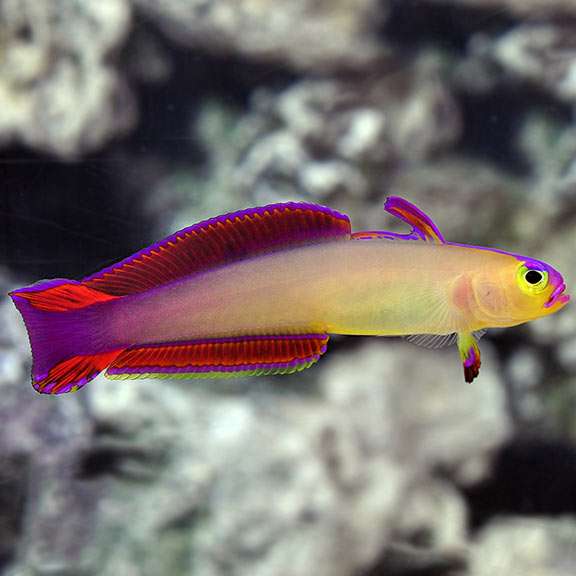 Purple Firefish