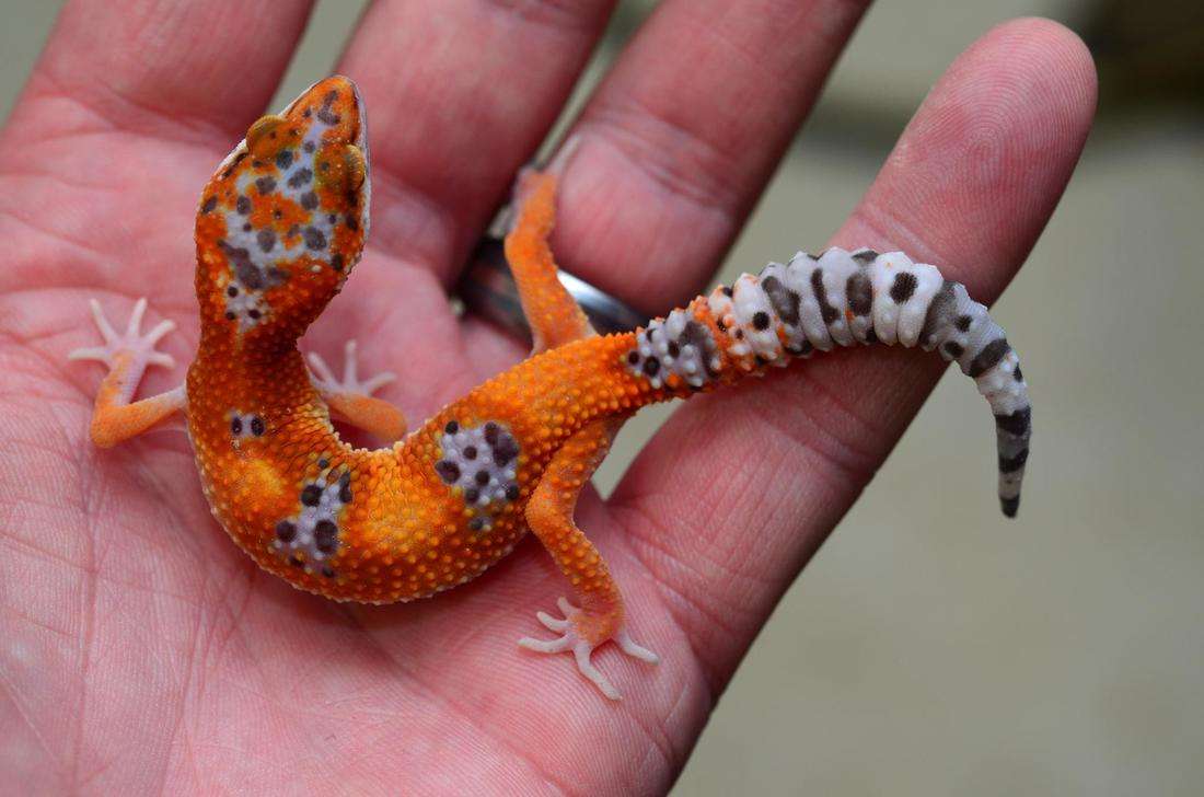 Purple Head Leopard Gecko