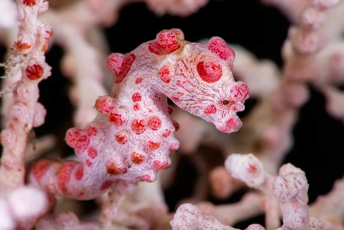 Pygmy Seahorse