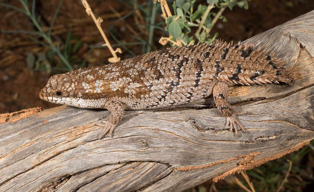 Pygmy Spiny-Tailed Lizard