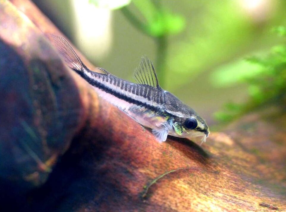 Pygmy Corydoras