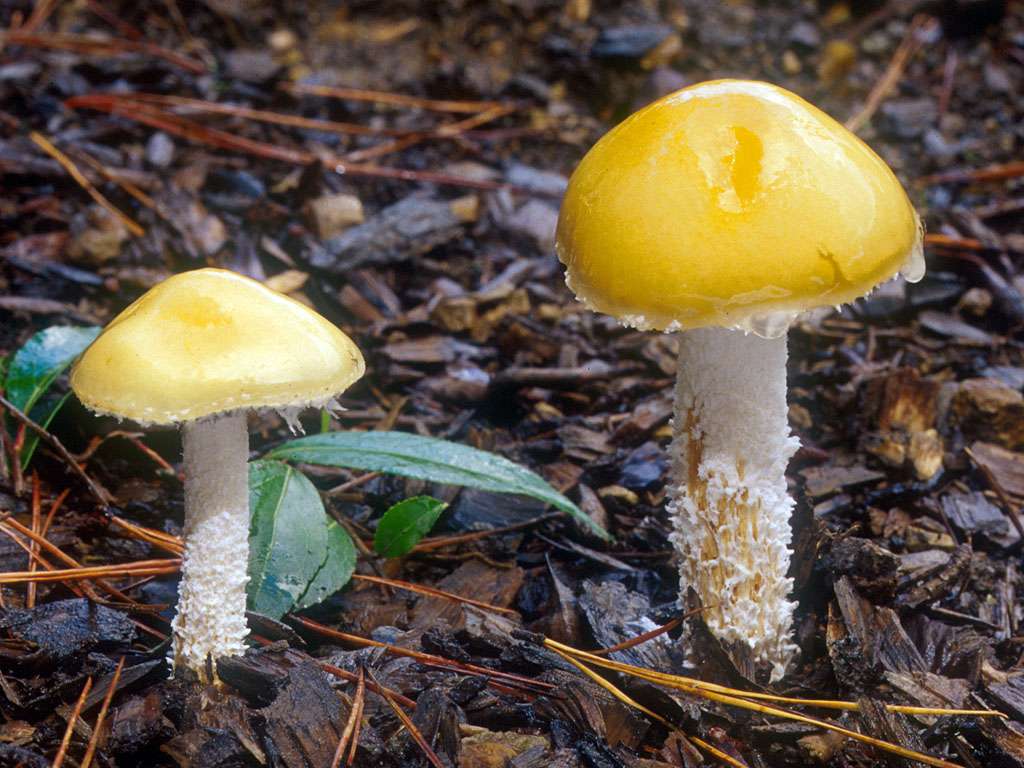 Questionable Stropharia