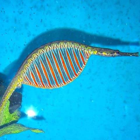 Rainbow Belly Pipefish