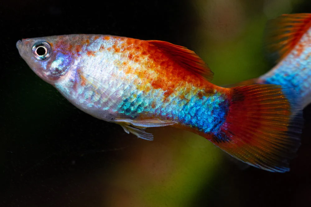 Rainbow Platy