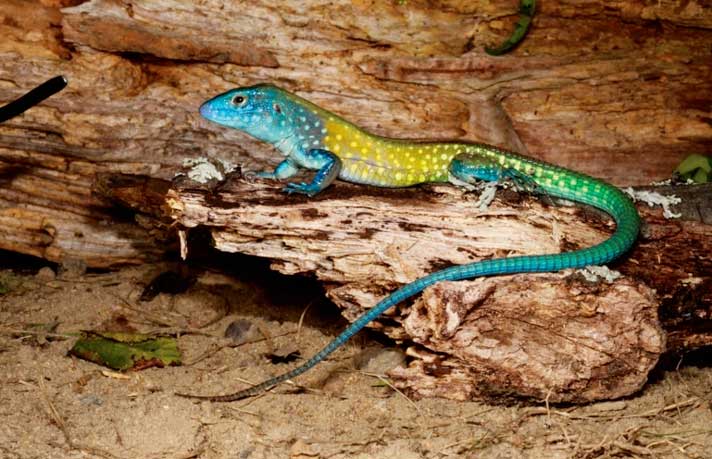 Rainbow Whiptail Lizard