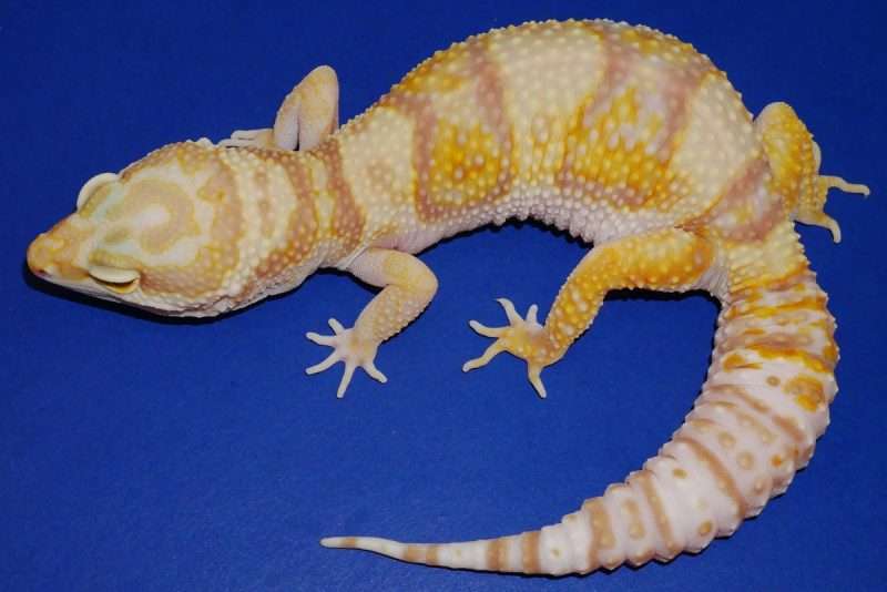 Rainwater Albino Leopard Gecko