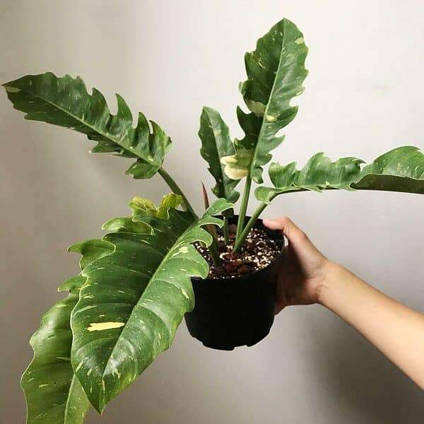 Rare Ring of Fire Philodendron