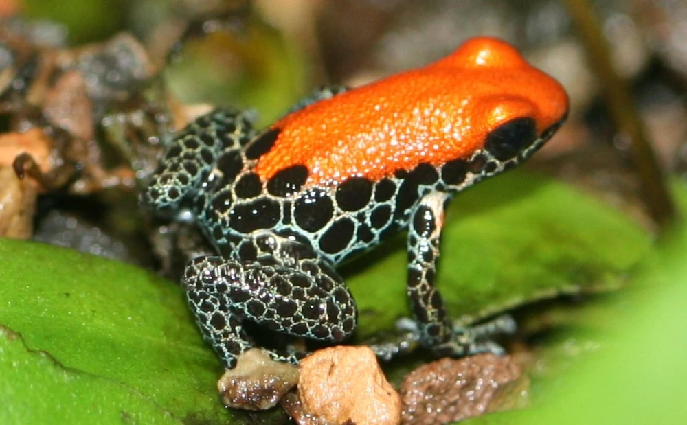 Red-Backed Poison Frog