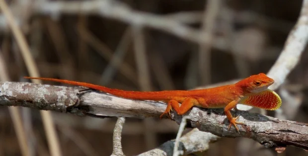 Red Chili Pepper Anole