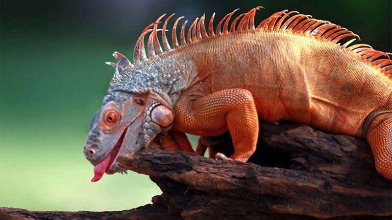 Red Iguana