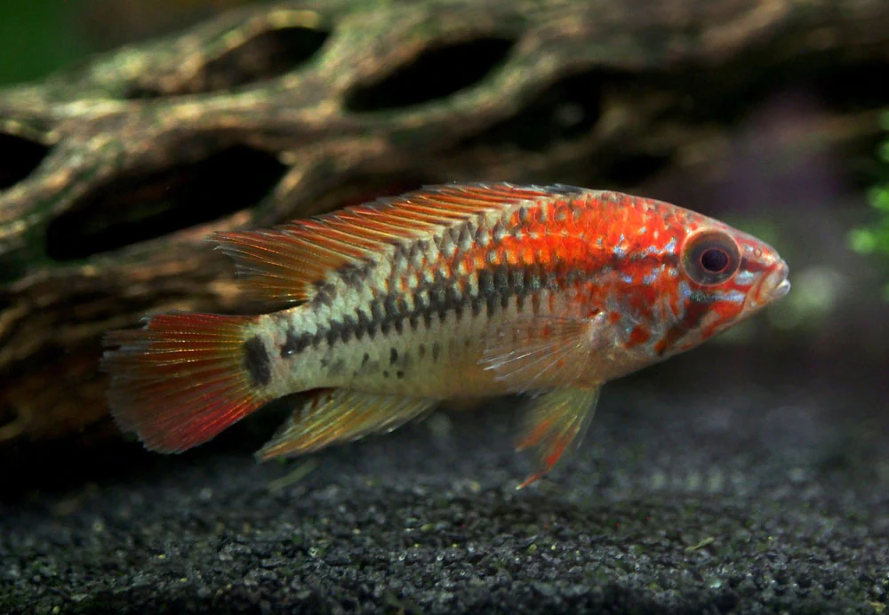 Red Shoulder Dwarf Cichlid