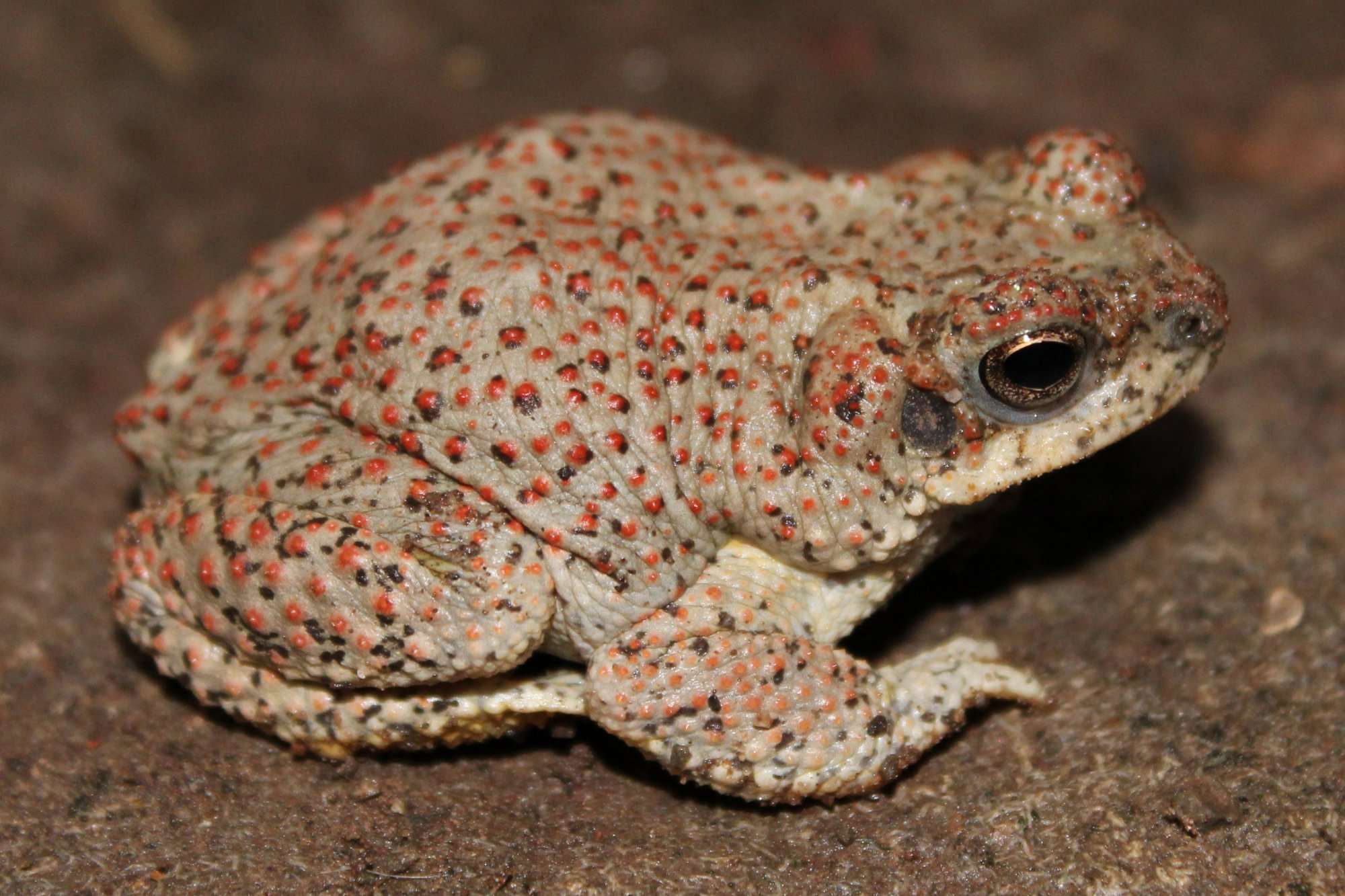 Red-Spotted Toad