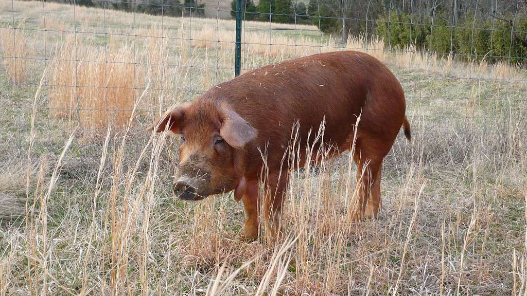 Red Wattle Hog