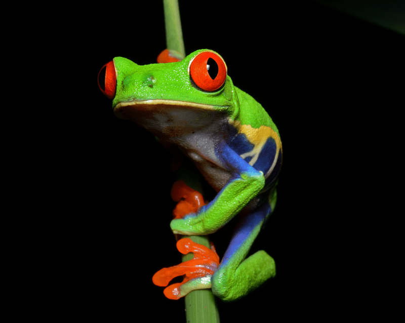 Red Eyed Tree Frog