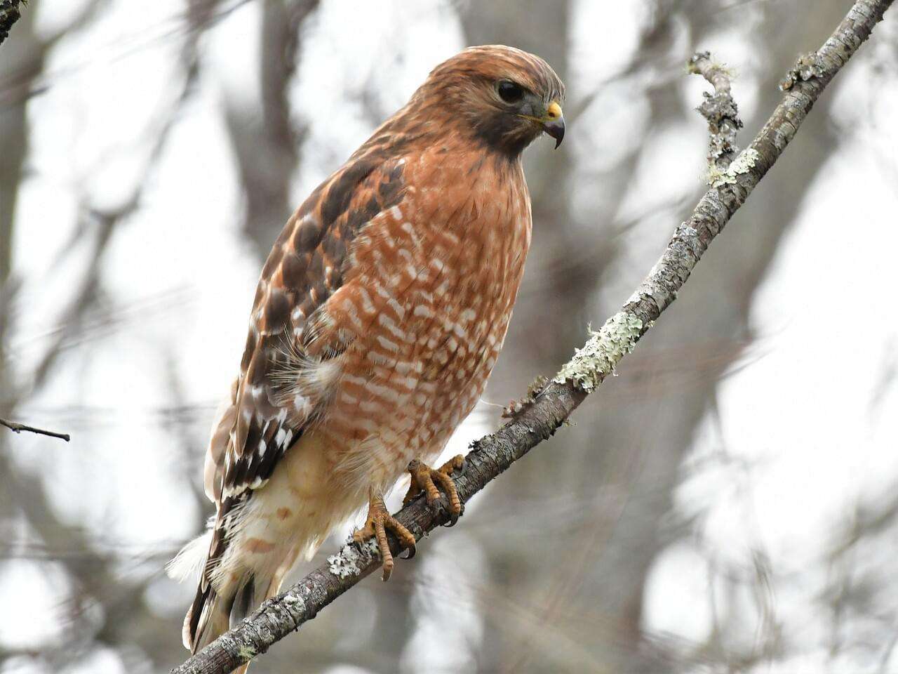 Red-Shouldered Hawk