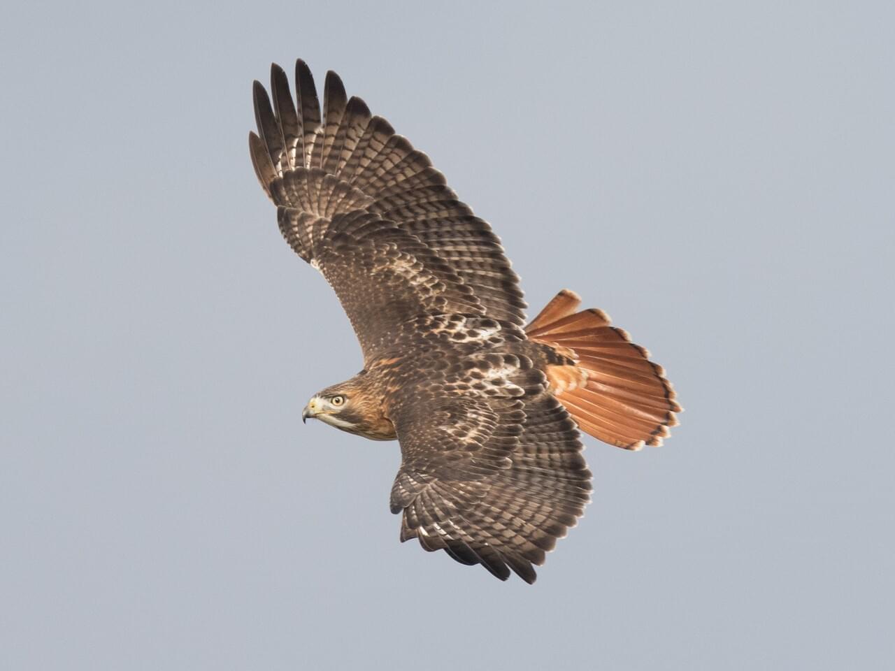 Red-Tailed Hawk