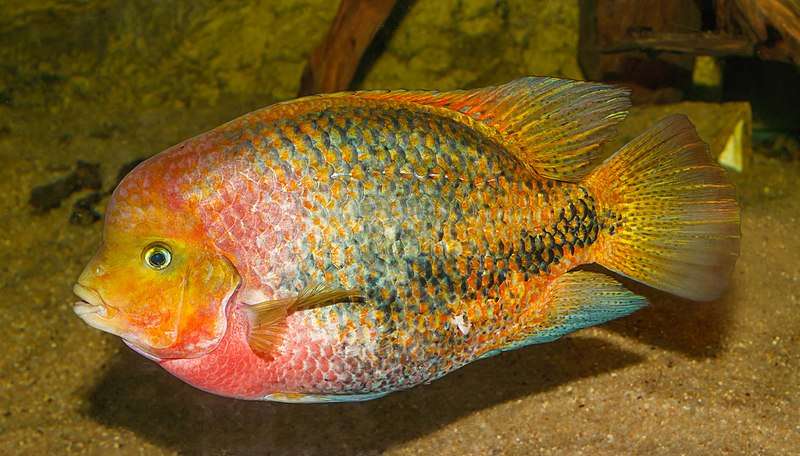 Redhead Cichlid
