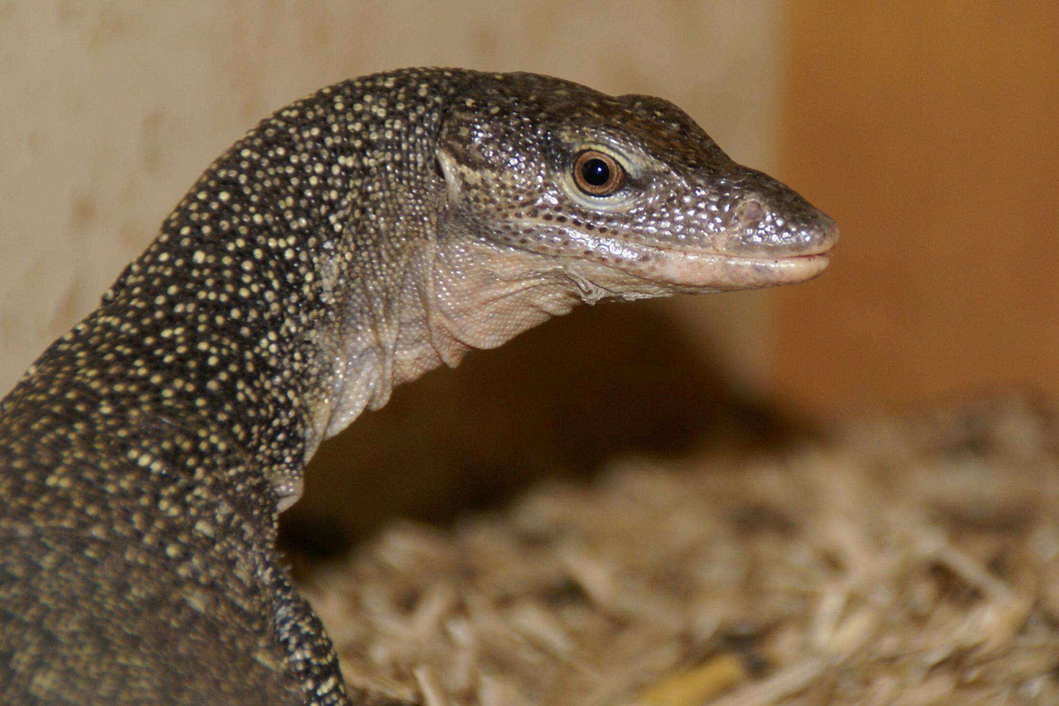 Rennell Island Monitor