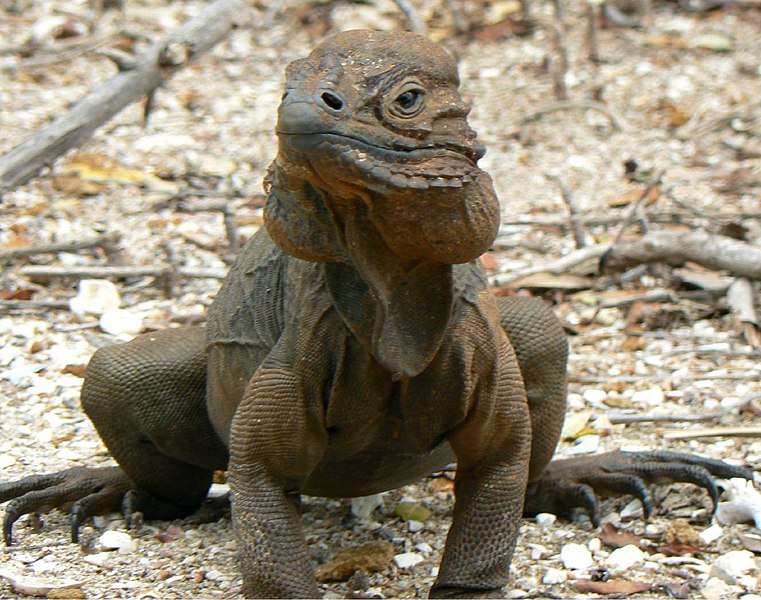 Rhinoceros Iguana