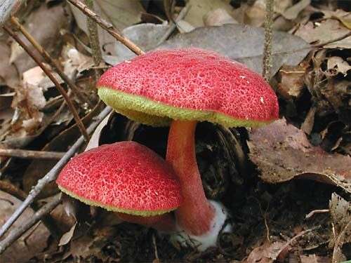 Rhubarb Bolete