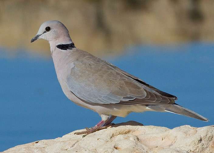 Ring-Necked Dove