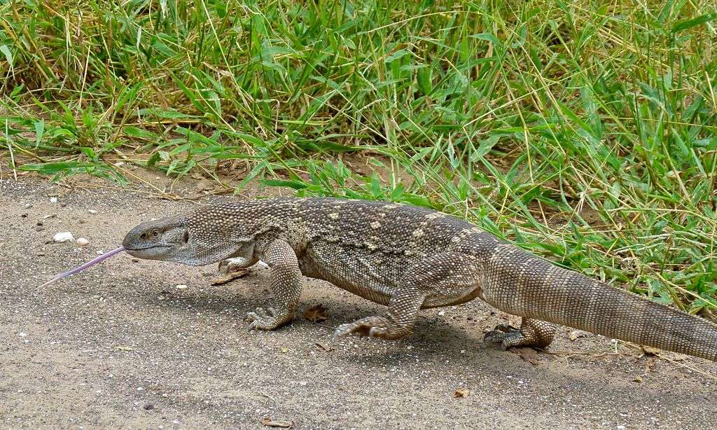 Rock Monitor