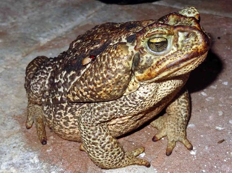 Rococo Toad