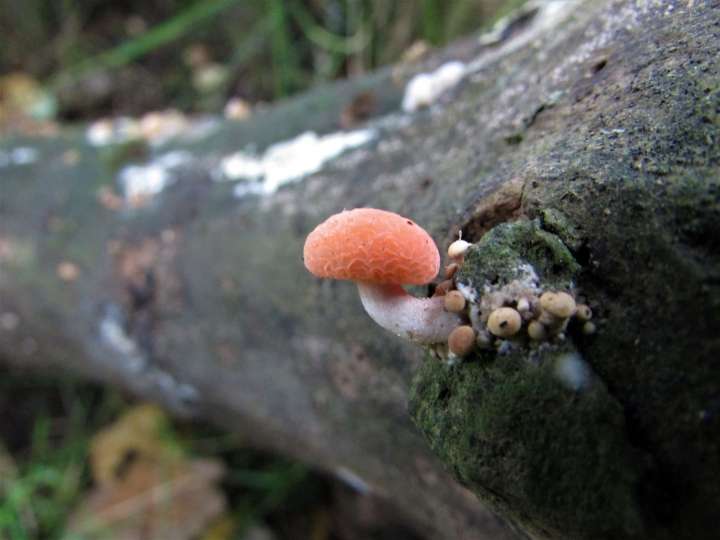 Rosy Veincap
