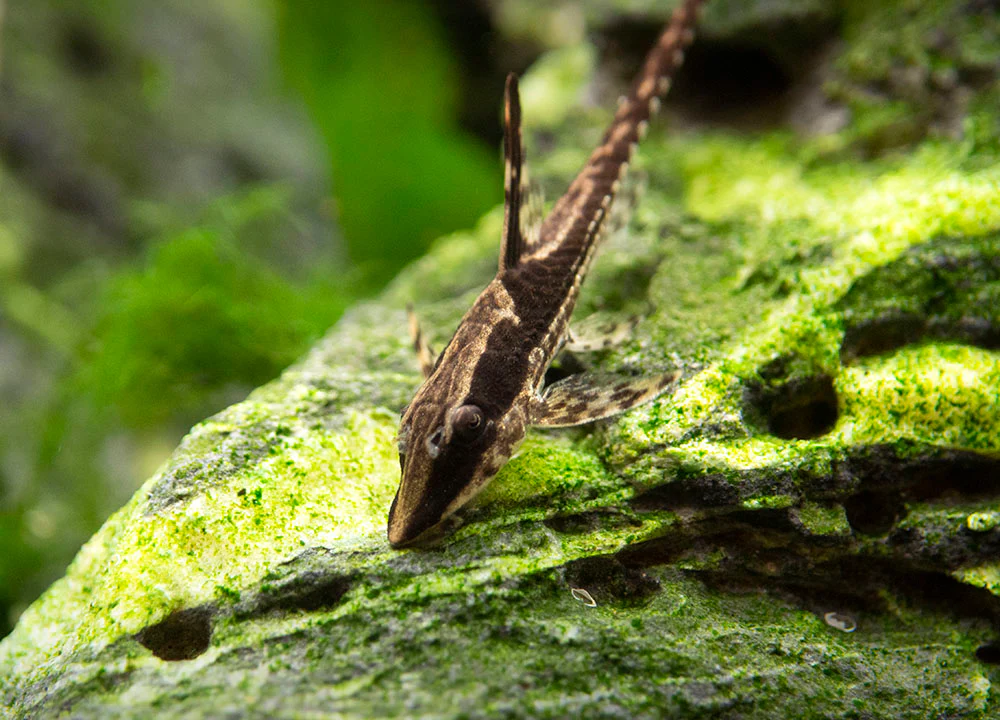 Royal Farlowella Catfish