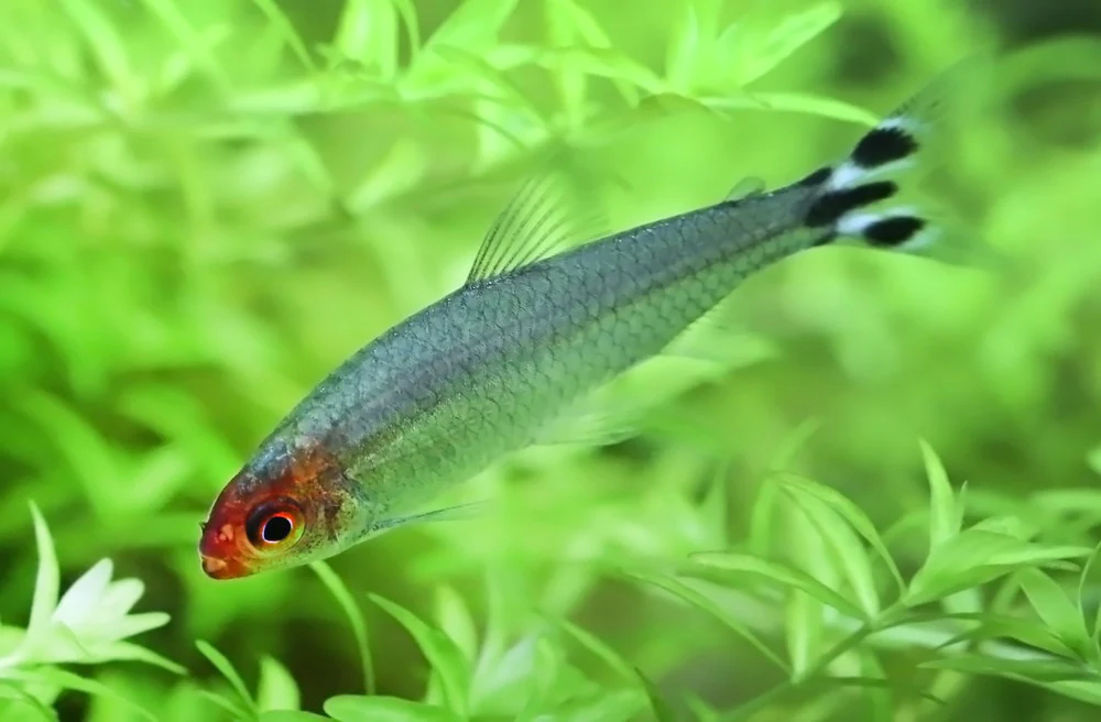 Rummy-Nose Tetra