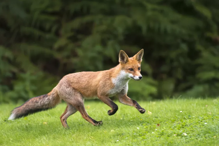 Russian Red Fox