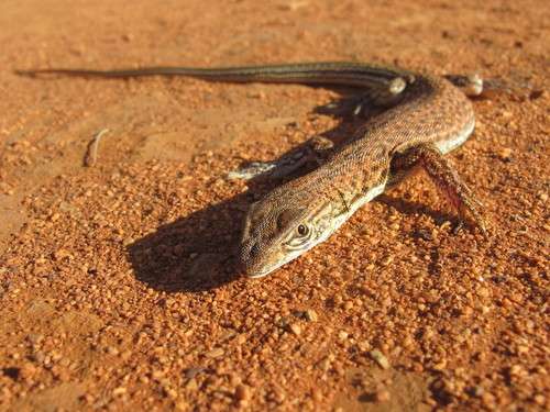 Rusty Desert Monitor