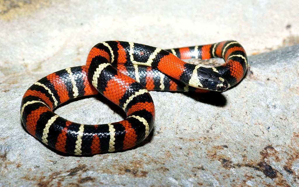 Ruthven's Kingsnake