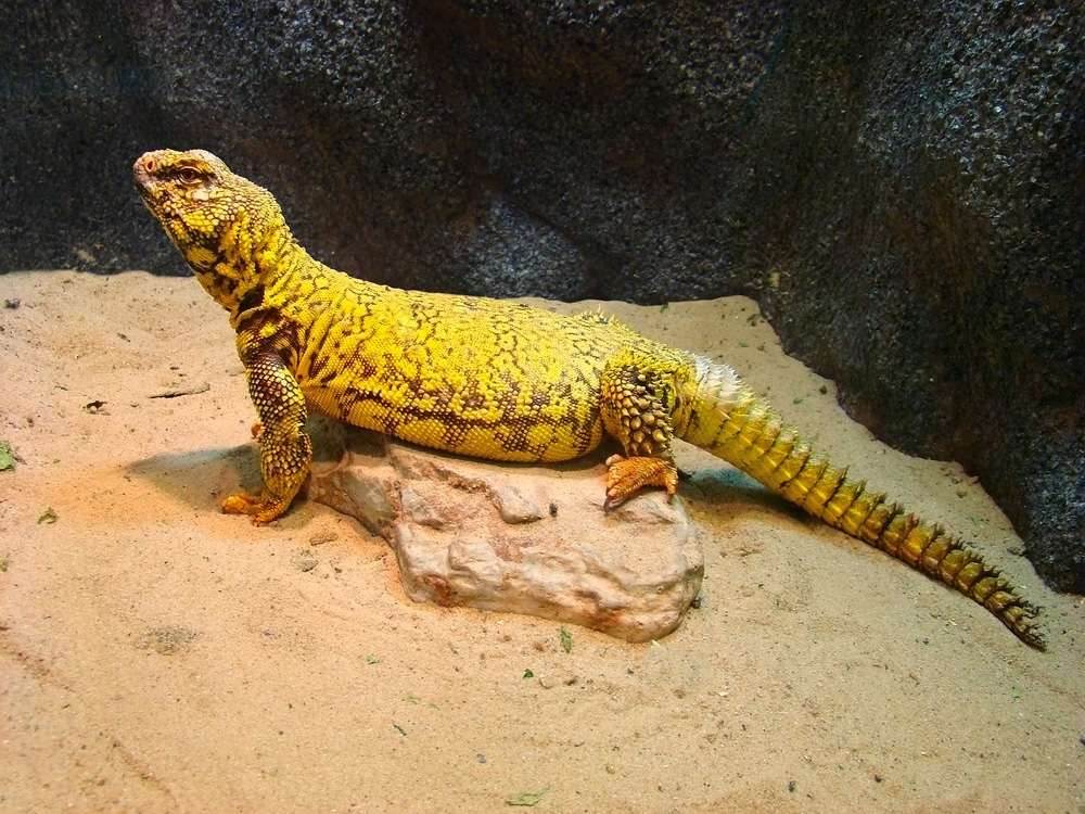 Saharan Uromastyx