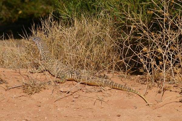 Sand Monitor