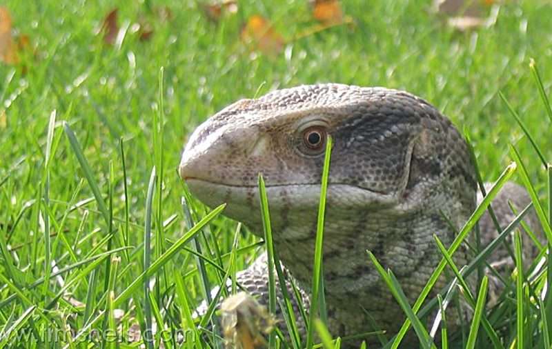 Monitor Lizards