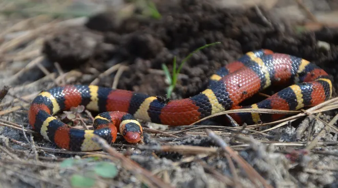 Scarlet Kingsnake