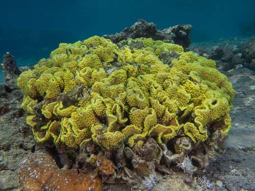 Scroll Coral