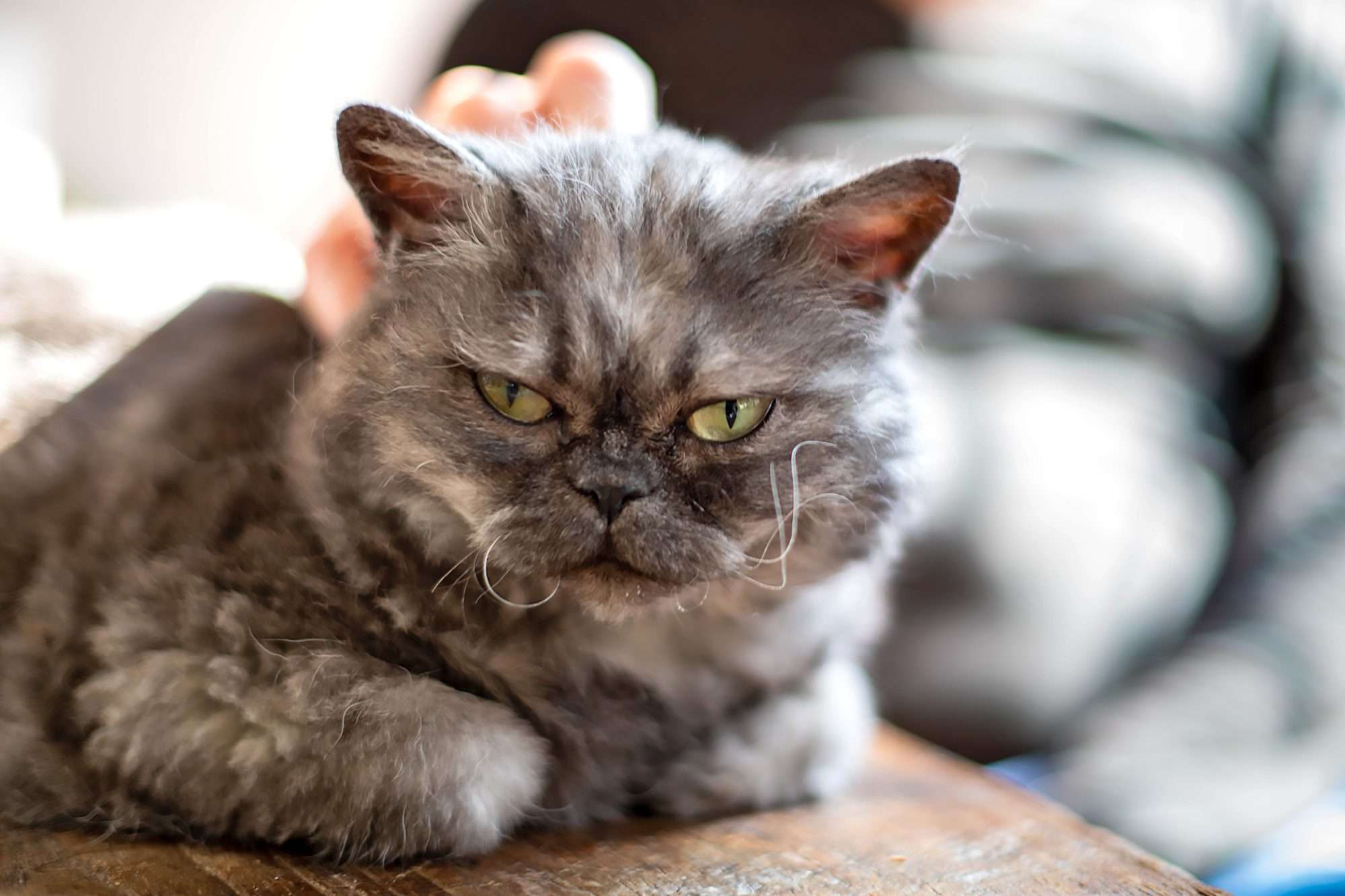 Selkirk Rex Cat