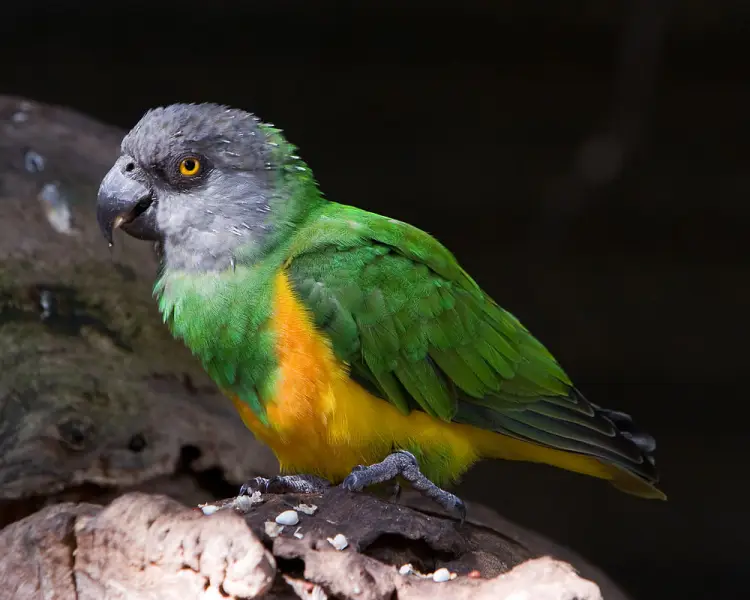 Senegal Parrot