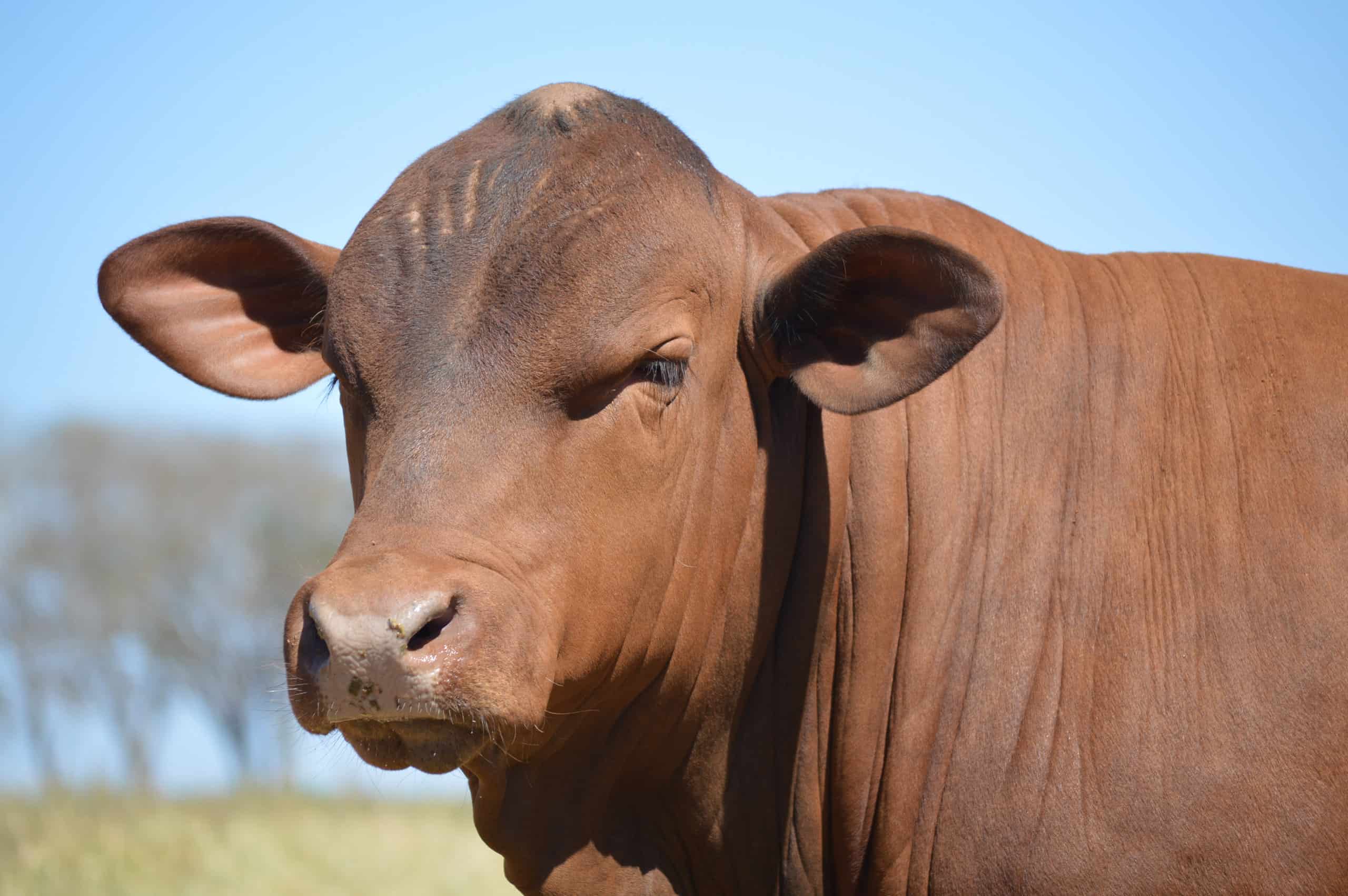 Senepol Cattle
